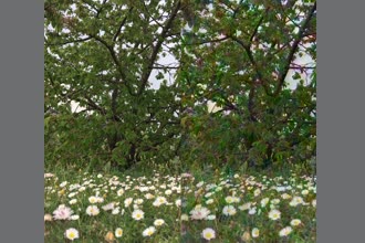 a thumdnail for published video. Cherry tree and daisies - Chianti garden 