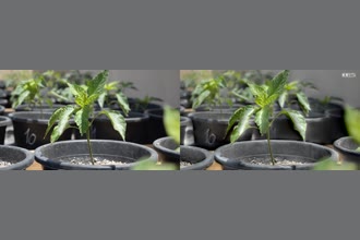 a thumdnail for published video. A plant swaying in the wind