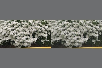 a thumdnail for published video. Wild flowers in spring time in Tuscany - Chianti garden