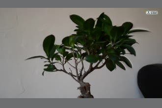 a thumdnail for published video. little portrait