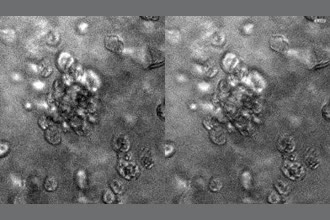 a thumdnail for published video. The large cluster is beating at a different frequency then the small England-shaped cluster to its lower right. 