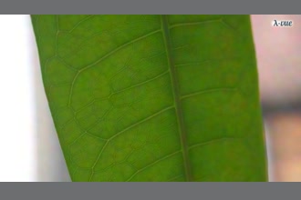 a thumdnail for published video. amplified the leaf from my room plant. 
I did this to see the photosynthese of the leaf. Have a watch it looks great!