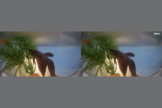 a thumdnail for published video. fish floating in water 