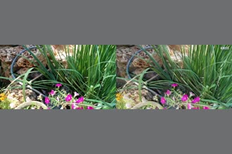 a thumdnail for published video. Just trying this tool on my home pond.