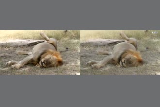 a thumdnail for published video. just an sleeping lion