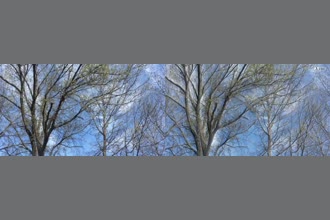 a thumdnail for published video. Tree limbs vibrating in light breeze.