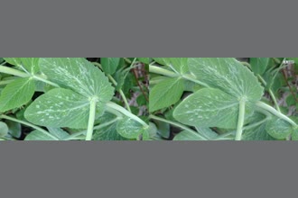 a thumdnail for published video. Pure curiosity 