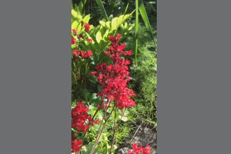 a thumdnail for published video. a wildflower in the palm of your hand...