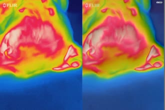 a thumdnail for published video. dog pulsation around head