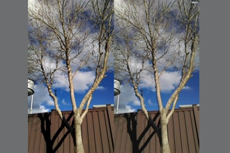 a thumdnail for published video. Tree but with higher amplification