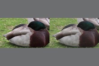 a thumdnail for published video. burd