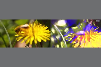 a thumdnail for published video. Western honeybee on dandelion 