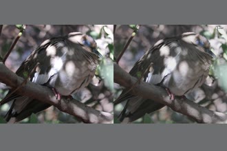 a thumdnail for published video. burd