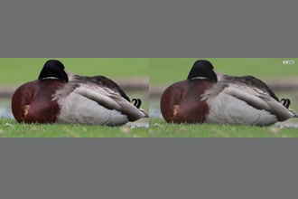 a thumdnail for published video. burd