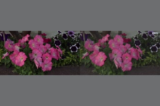 a thumdnail for published video. Morning Glory!!!