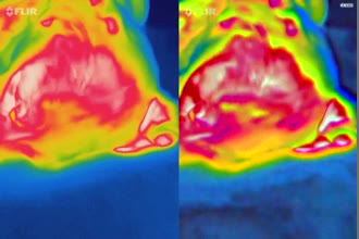 a thumdnail for published video. dog head pulse rate