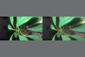 a thumdnail for published video. trees shaking