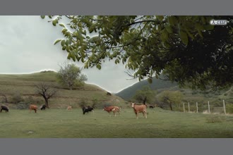 a thumdnail for published video. Tree swaying with cows