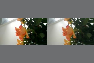 a thumdnail for published video. A rose being magnified