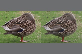 a thumdnail for published video. burd