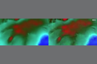 a thumdnail for published video. red panda zoomed pulsation