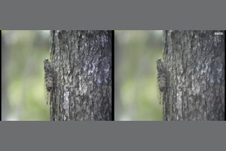 a thumdnail for published video. This Malaysian cicada has a complicated song with frequency modulation accompanied by movements of abdomen