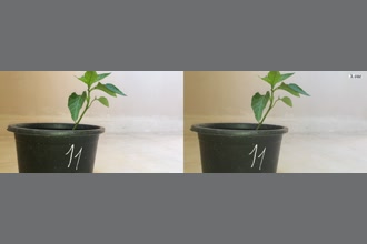 a thumdnail for published video. A plant in a pot vibrating