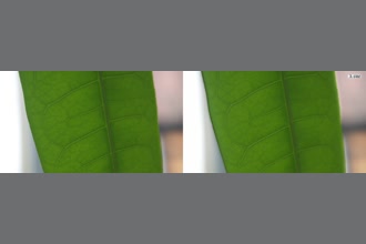a thumdnail for published video. tried to amplify a leaf to see what turns out the result is nice. Enjoy