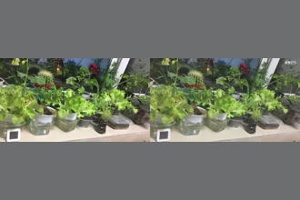 a thumdnail for published video. The leaves on a slight wind