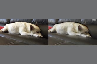 a thumdnail for published video. sleeping dog