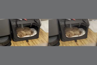 a thumdnail for published video. My dog breathing in his sleep