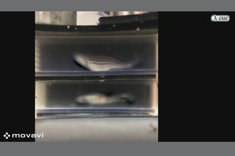 a thumdnail for published video. This is a test video for EVM in Zebrafish