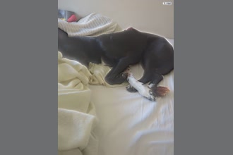a thumdnail for published video. my puppy