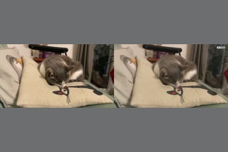 a thumdnail for published video. A cat sleeping 