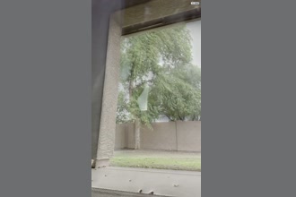 a thumdnail for published video. Just tree